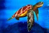 Sea Turtle auf Alu Dibond