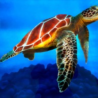 Sea Turtle auf Alu Dibond