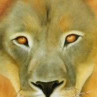 Löwen-Augen Bildvorlage von Mark B. Williams