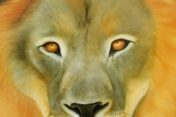 Löwen-Augen Bildvorlage von Mark B. Williams